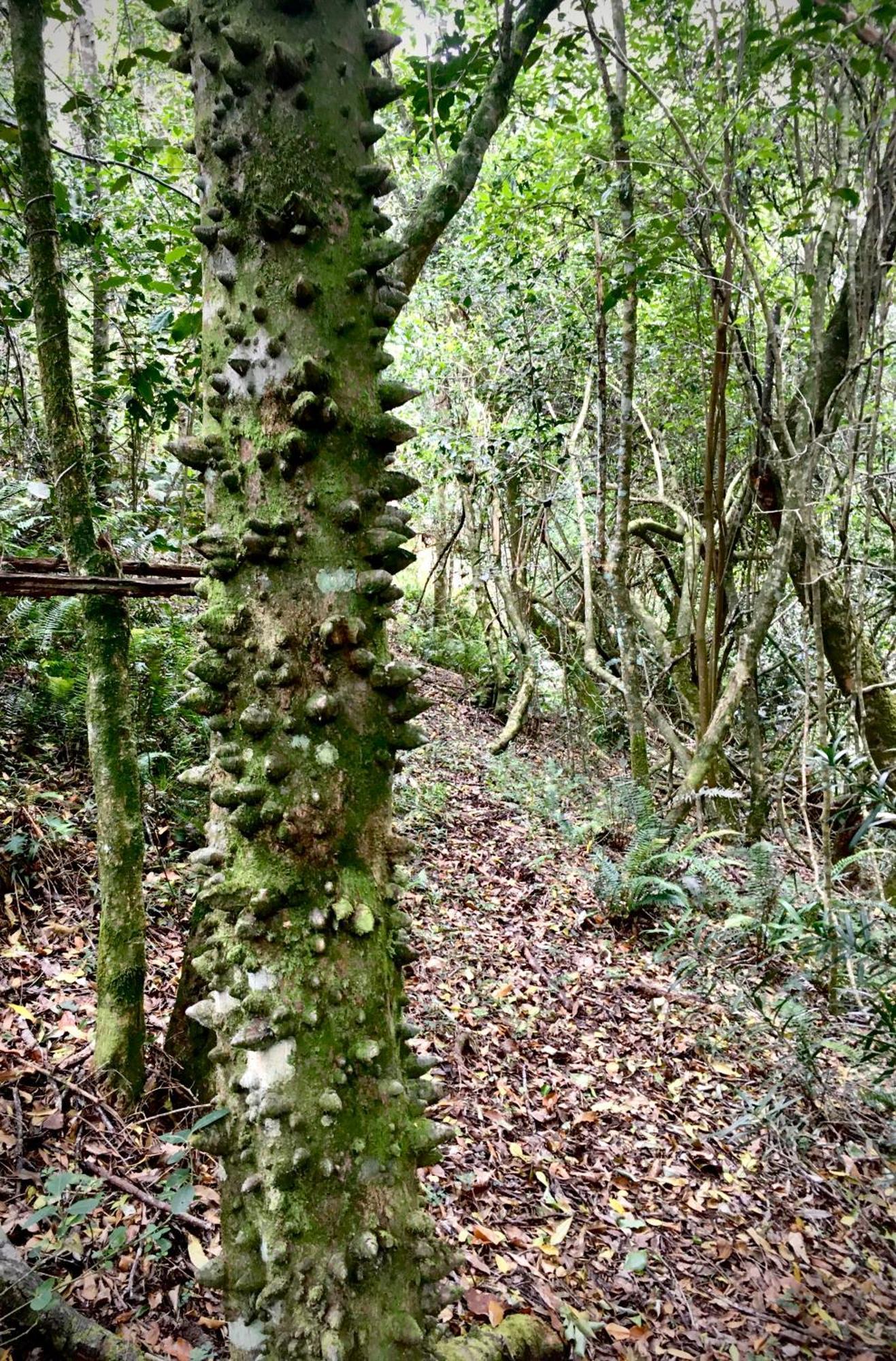 Pura Vida Forest Cabin Witelsbos Bagian luar foto