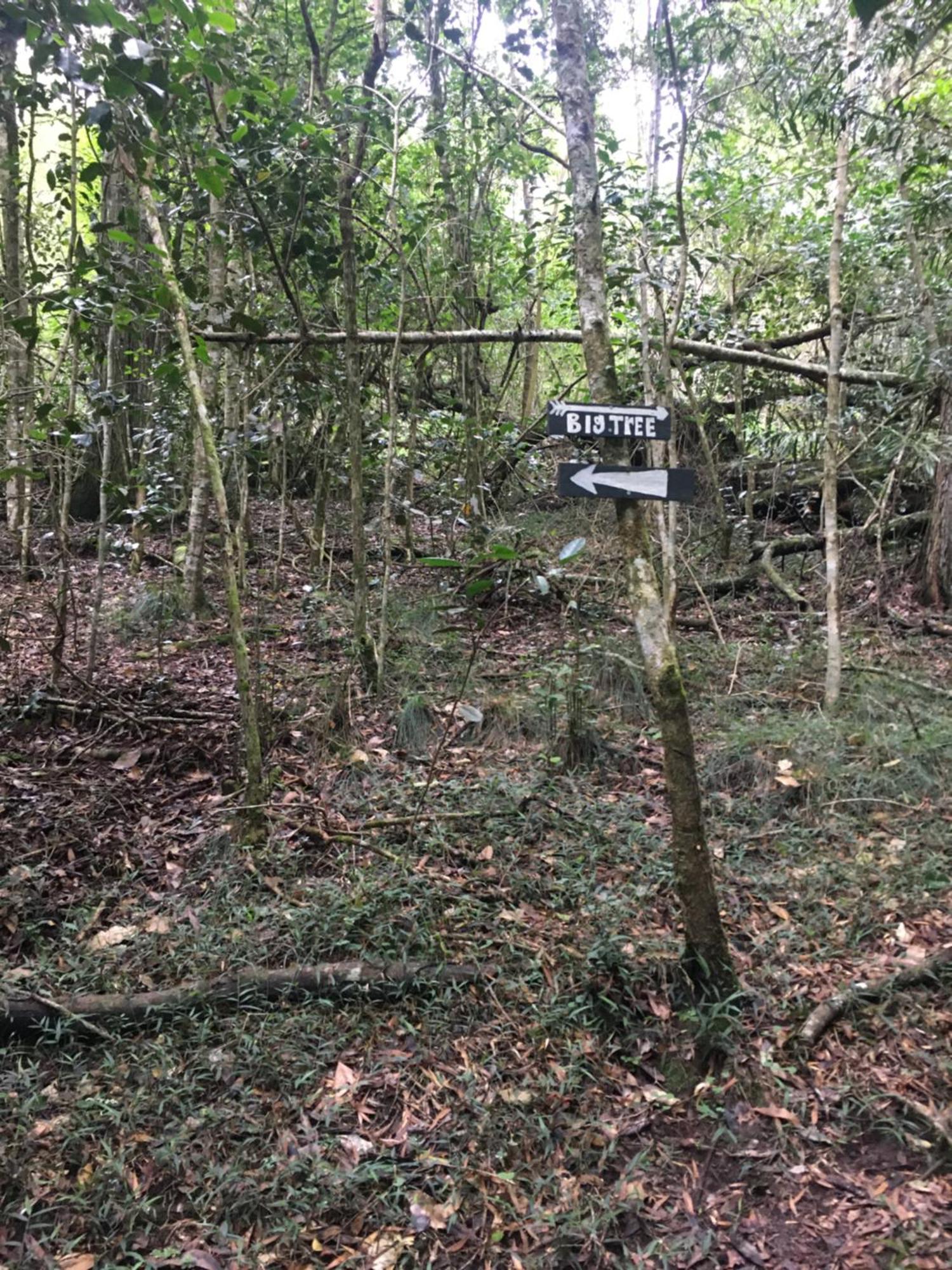 Pura Vida Forest Cabin Witelsbos Bagian luar foto